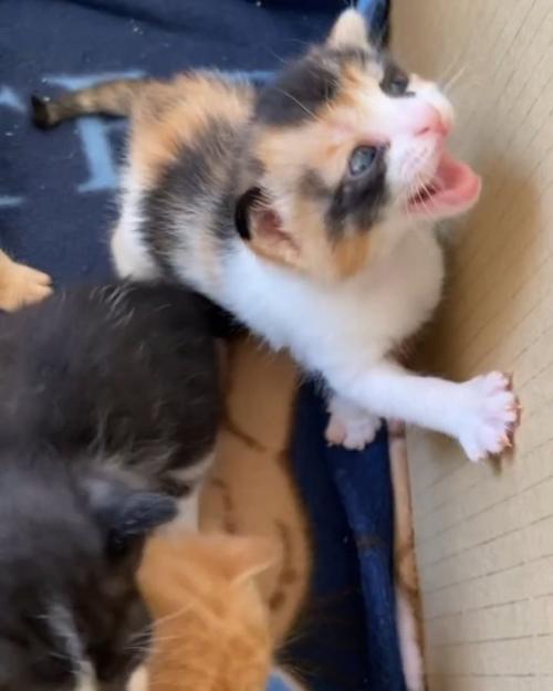 鳴く子猫