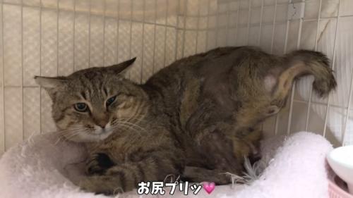 お尻をあげたたこやきくん