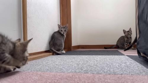 遊んでいる猫たちの写真