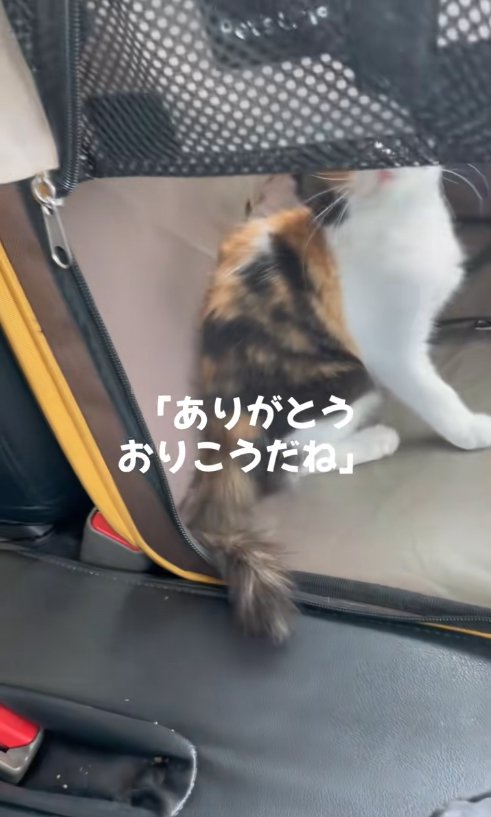 キャリーバッグの中でお座りしている子猫(車内)