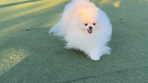 走るポテチくん