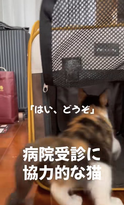 キャリーバッグに入っていく子猫の後ろ姿(室内)