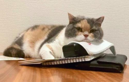 ノートなどの上で寝る猫