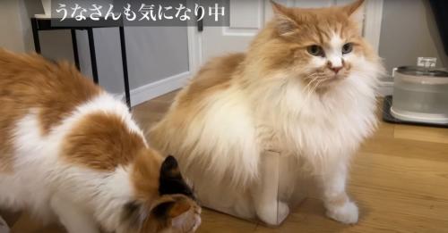 箱を眺める猫