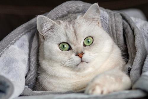 服に潜った猫