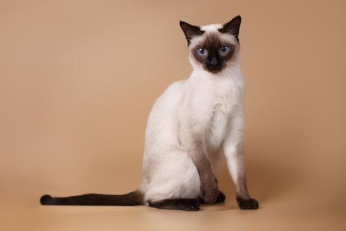 お座りしているシャム猫