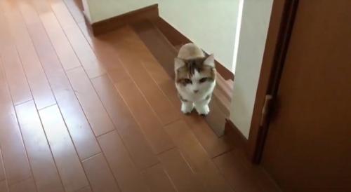 階段を上りきったキジ白猫