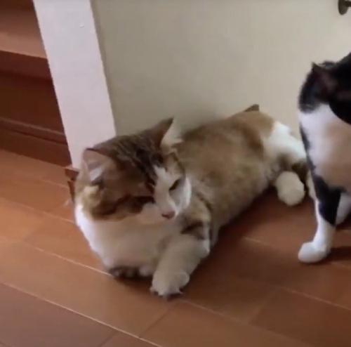 階段の上に寝転がるキジ白猫