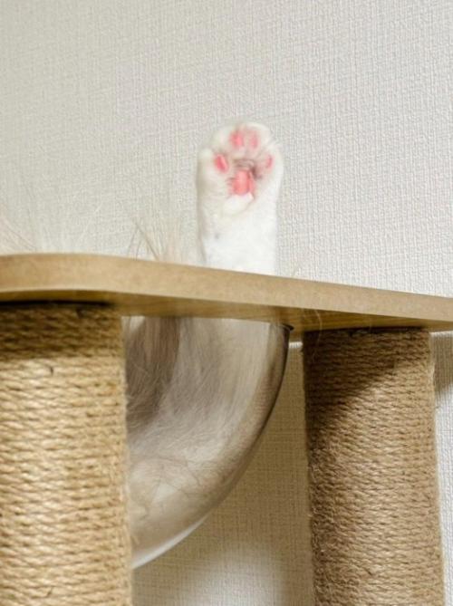 宇宙船ボウルにいる猫（足アップ）
