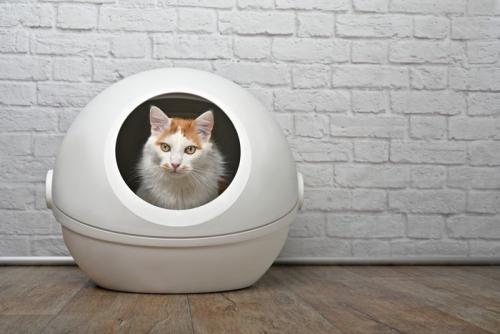 安心して排泄する猫