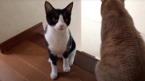 飼い主を見つめるハチワレ猫