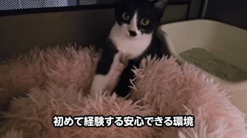 猫ベッドにいる子猫