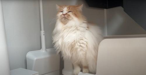 黄昏る猫