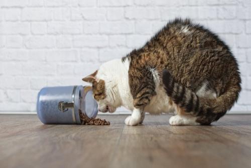キャットフードを盗み食いする猫