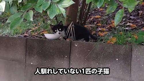 外にいるハチワレ猫