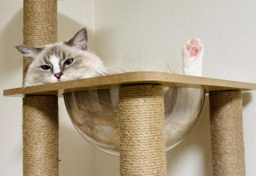 宇宙船ボウルにいる猫