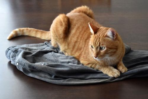 服に乗る猫