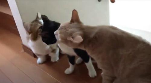 ハチワレ猫の顔に鼻を寄せて匂いを嗅ぐキジ白猫