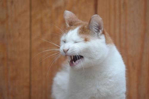 顔をしかめる猫