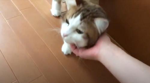 キジ白猫の首を撫でる飼い主