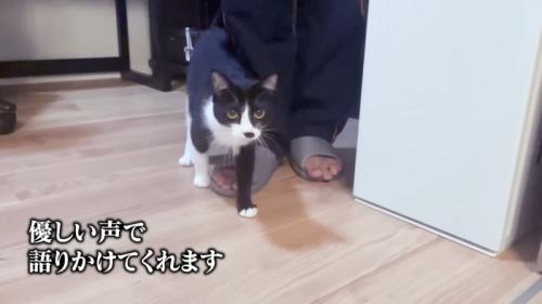 人の足元に立つ子猫