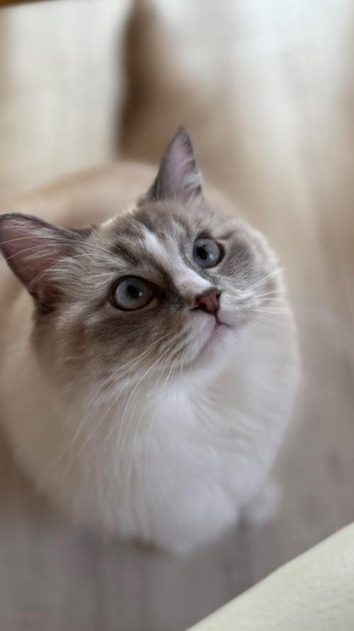 座っている猫