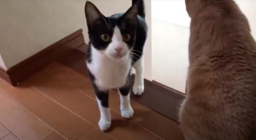 階段を上りきったハチワレ猫