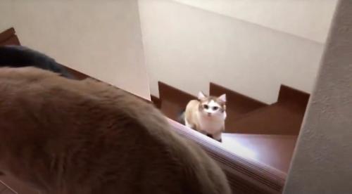 階段の中腹で立ち止まるキジ白猫