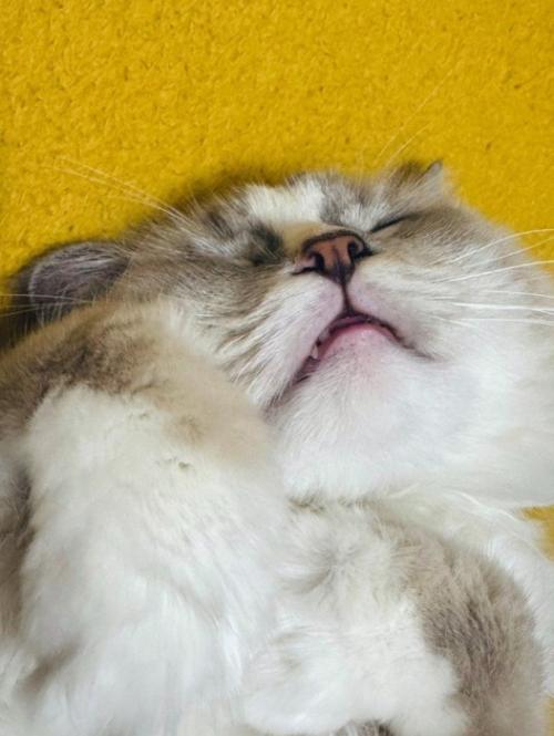 猫の寝顔