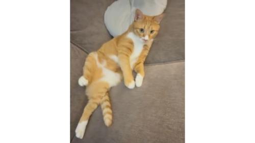 寝転がる猫