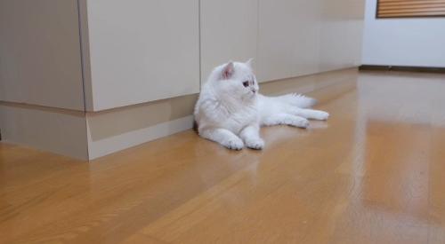 くつろぐパパ猫