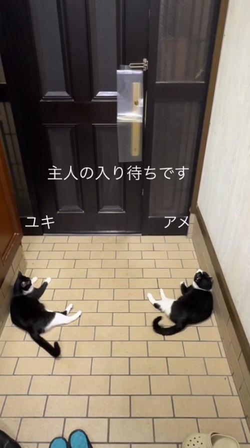ドアの前に座る2頭の猫