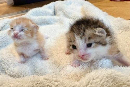 2匹の子猫