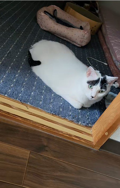 横になっている猫