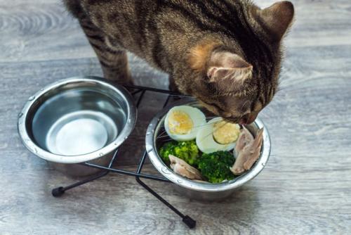 ささみを食べる猫