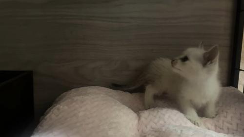 振り返る子猫