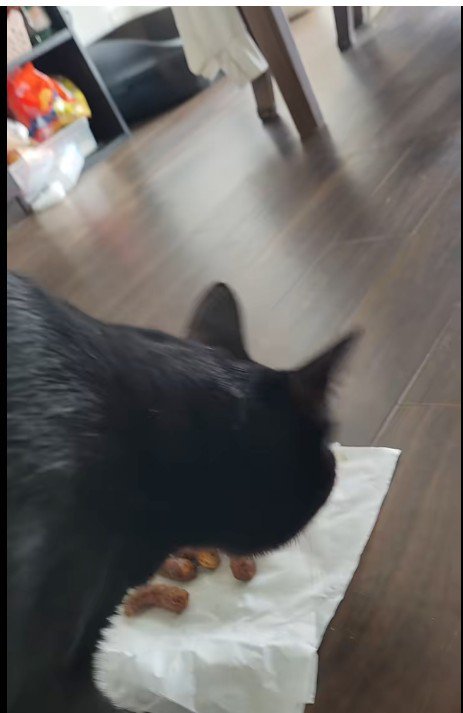 かりんとうの匂いを嗅いでいる猫