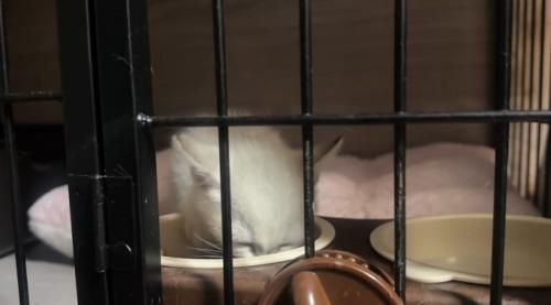 ご飯を食べる子猫
