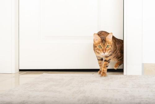 こちらに向かって歩いてくる猫