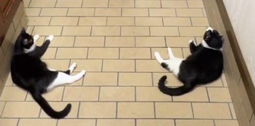 左右対称な位置に座る2頭の猫