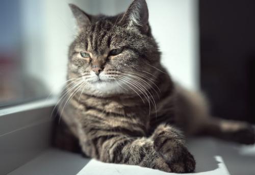 窓の外をながめる高齢の猫