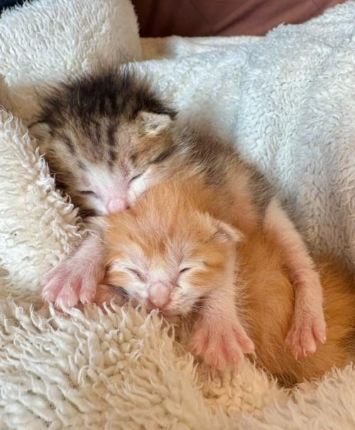 2匹の眠る猫