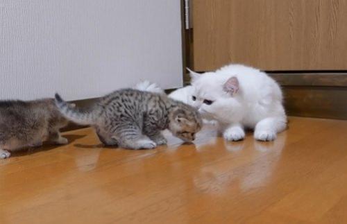 子猫のにおいをかぐパパ猫