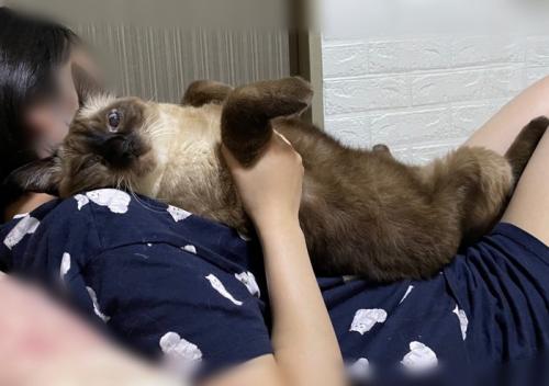 人間の上で甘える猫