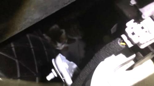 エンジンルームの中にいる子猫