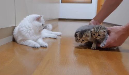 抱えられた5匹の子猫たち