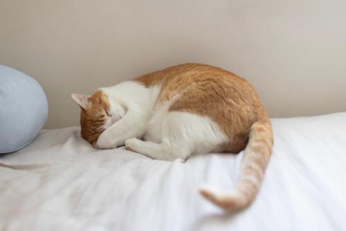 眠る猫