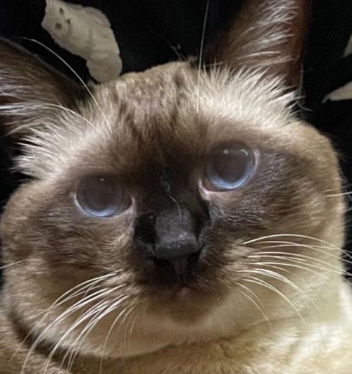 目を見開く猫