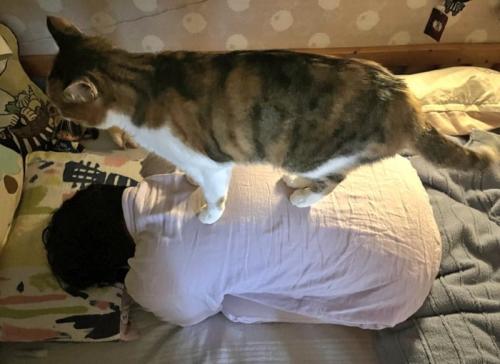上に乗る猫