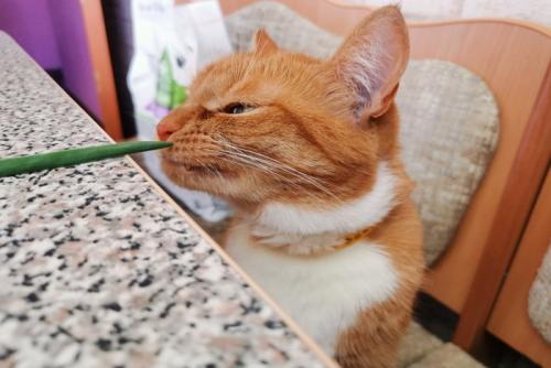 ネギのニオイを嗅ぐ猫